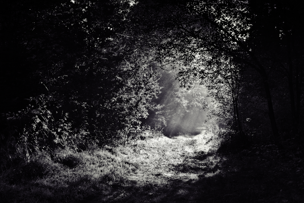 grayscale photo of leafed plants surround path