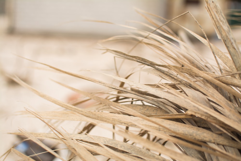 A close-up of long dry blades of grass