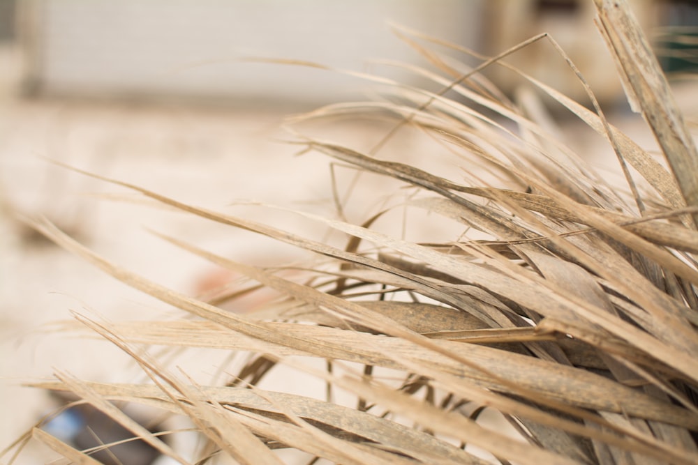 Um close-up de longas lâminas secas de grama