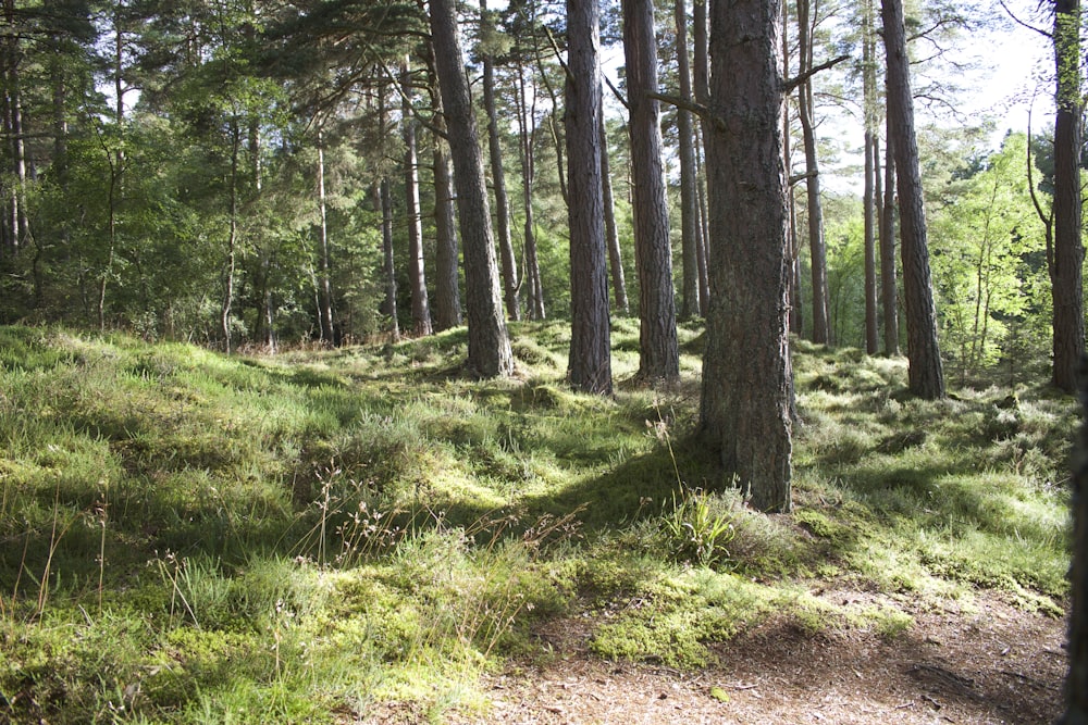 photography of forest at daytime