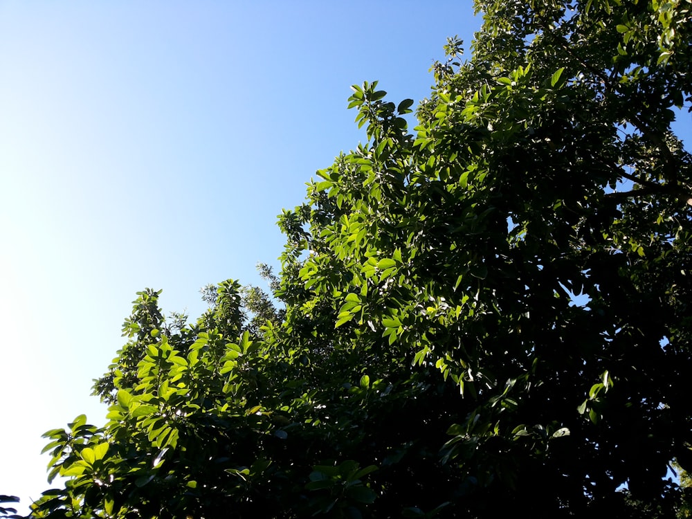 arbre vert