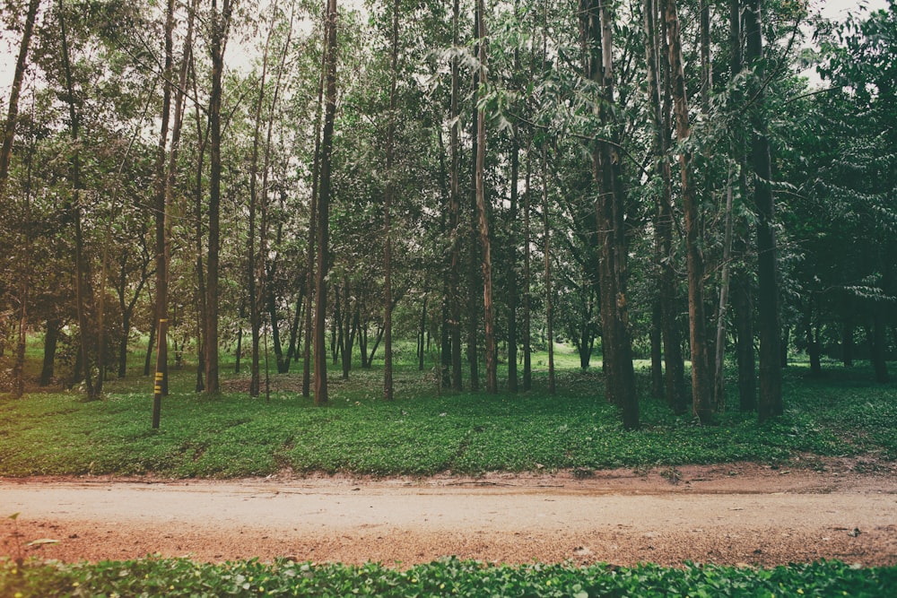 landscape photography of trees