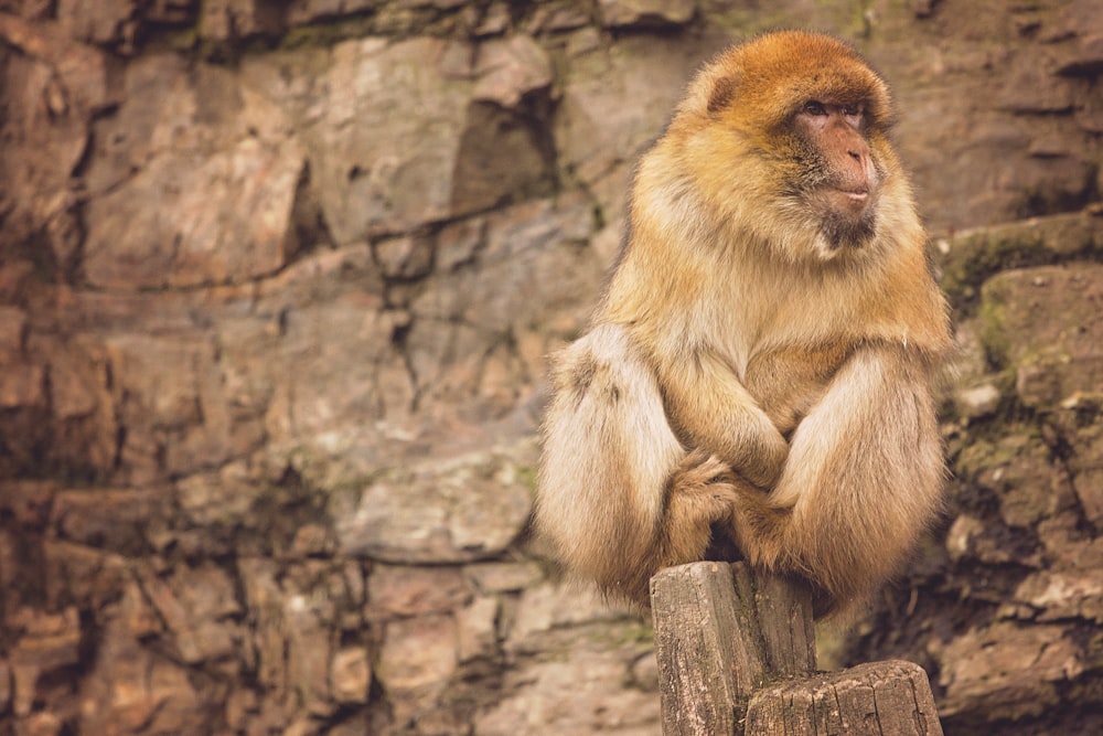 A monkey with orange fur sitting on a wooden stump with a stone background