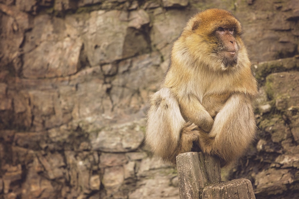brown baboon sitting on rock formation at daytime