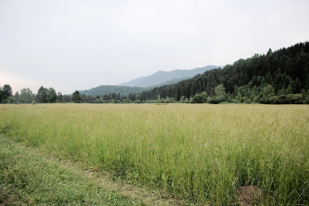 champ d’herbes vertes dans la chaîne de montagnes pendant la journée