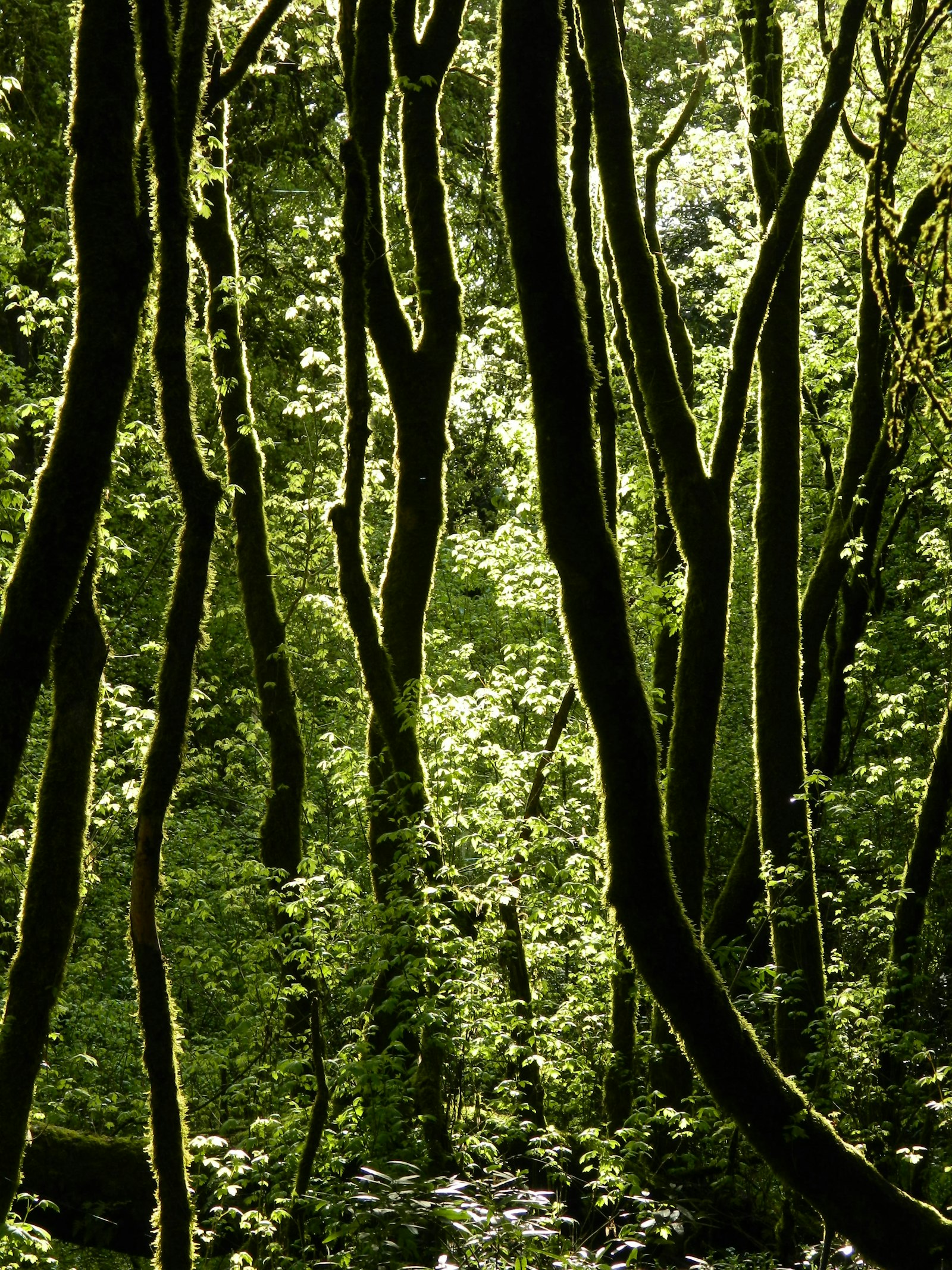 Nikon Coolpix L120 sample photo. Tree lot photography
