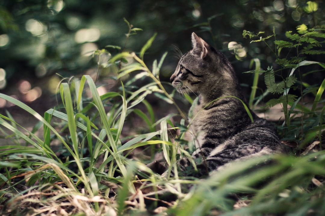 Песни дикая кошка. Котята в дикой природе. Полосатые Дикие кошки. Котики на природе. Кошка в лесу.