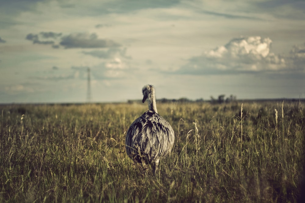 gray fowl on grass field