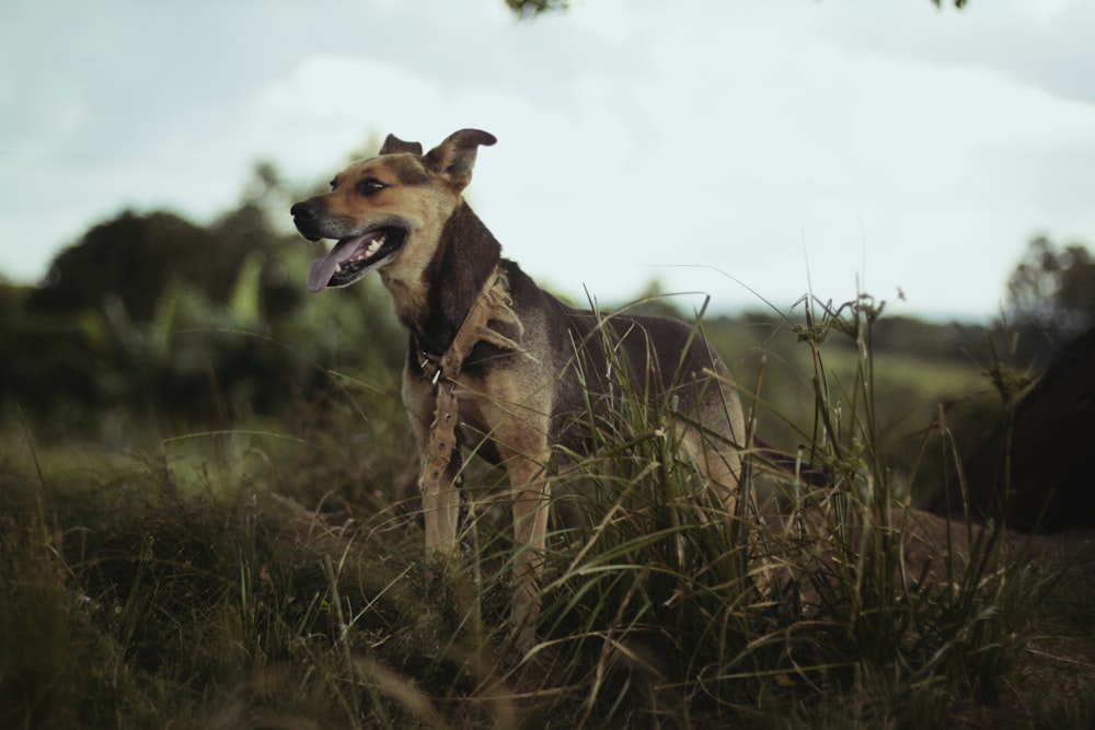 foto di messa a fuoco selettiva del cane abbronzato sulle erbe durante il giorno