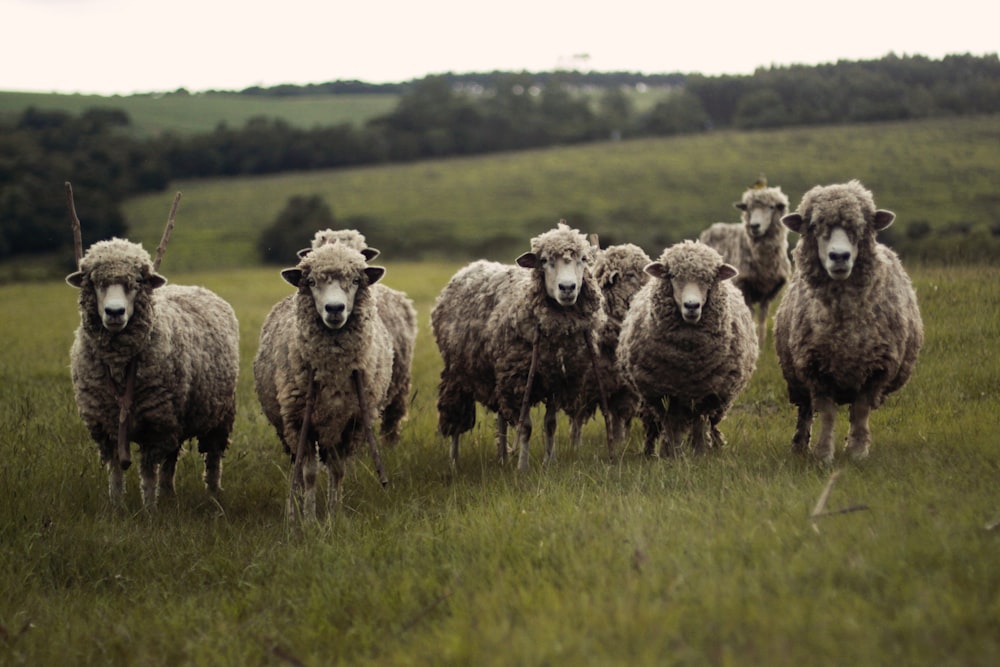 troupeau d’agneaux
