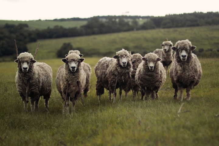 Meditation Basics: Counting breaths is not like counting sheep.