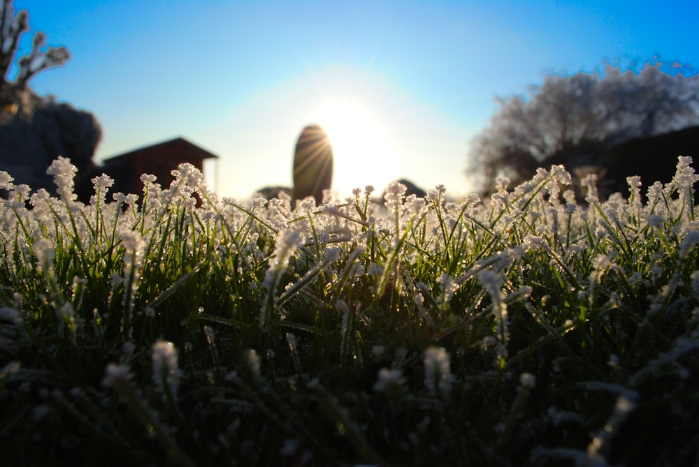 shallow focus photography of white and green plant