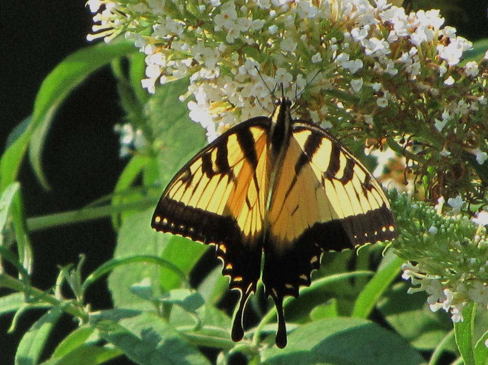 Una grande farfalla gialla e nera su fiori bianchi.