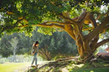 woman walking under tree during daytime