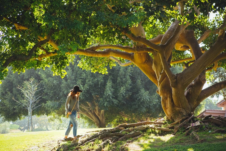 The Banyan Tree and The Love Letters