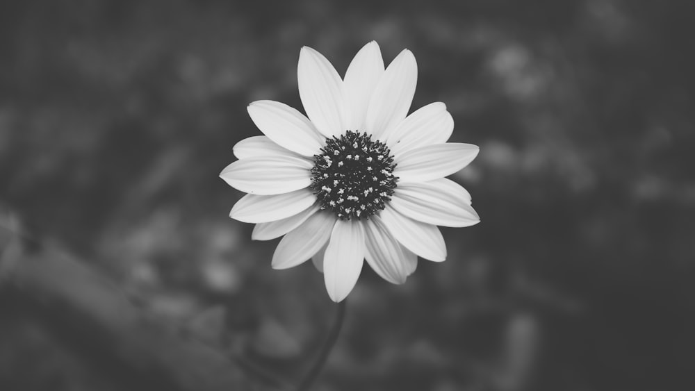 Fotografía en escala de grises de la flor