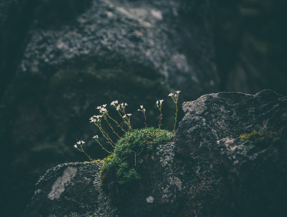 depth photography of white petaled flower on gray rock