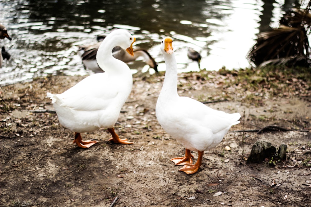 two white ducks on brown soil