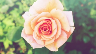 A close-up of a blooming rose with soft petals, symbolizing beauty and skincare.