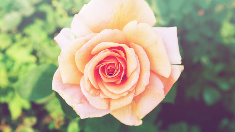 A close-up of a blooming rose with soft petals, symbolizing beauty and skincare.