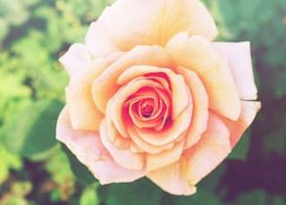 macro photography of beige rose