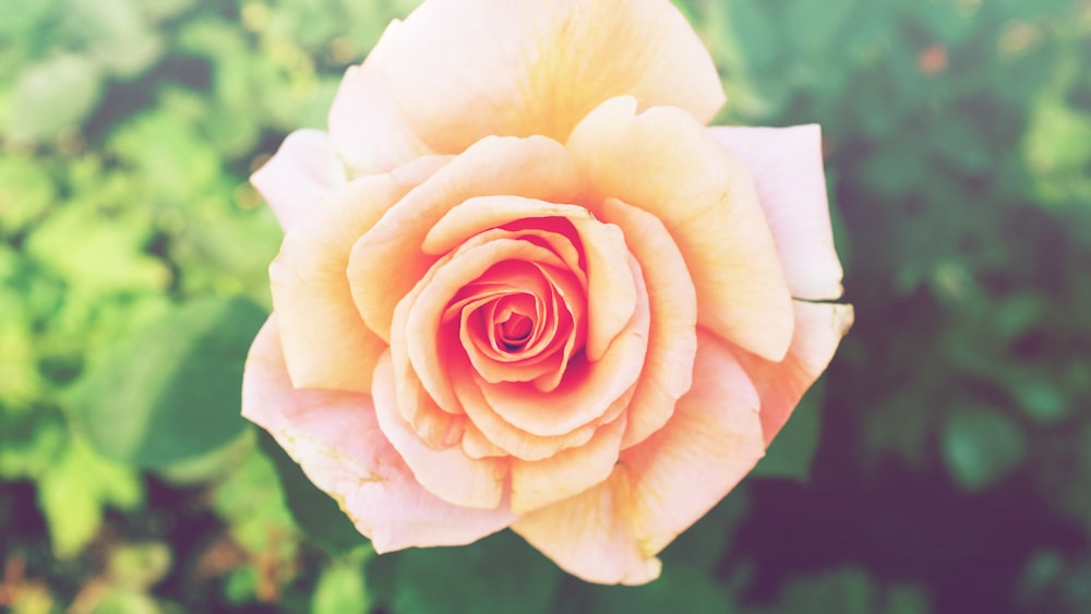 macro photography of beige rose