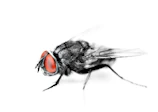 Before and after images showing fly population decrease in a pig farm