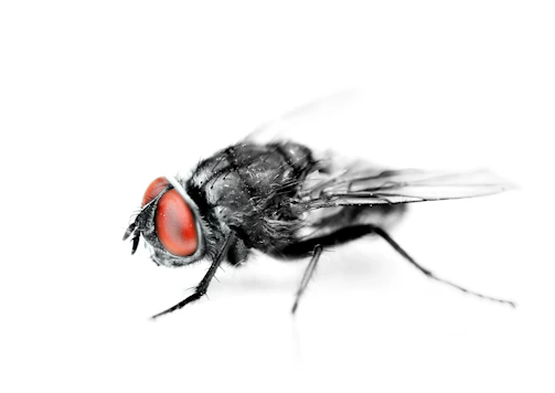 Before and after images showing fly population decrease in a pig farm