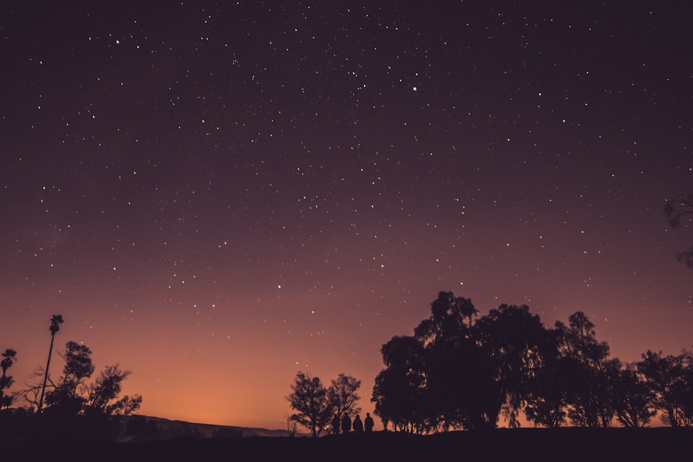 silhouette photography of trees