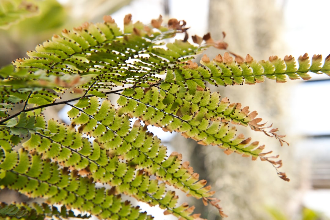 green and brown plant during daytime