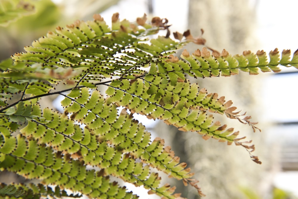 green and brown plant during daytime