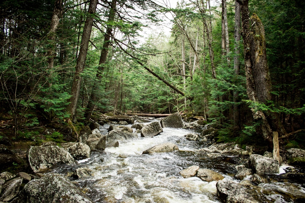 photographie de paysage de forêt avec rivière