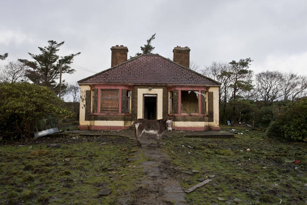 Braunes und weißes Vieh in der Nähe des weißen und braunen Hauses während des Tages