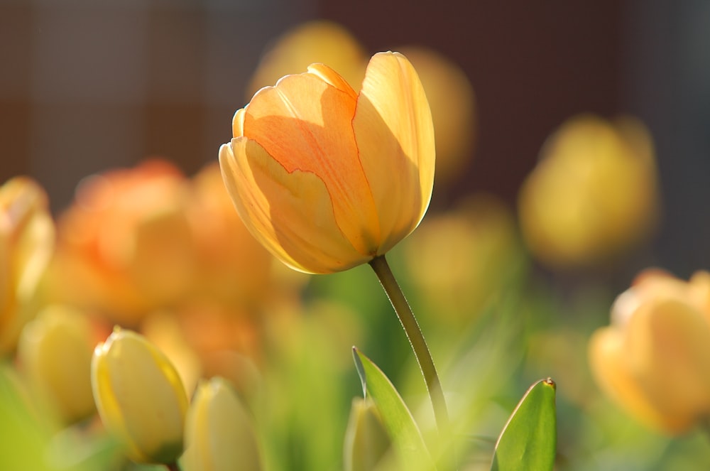 shallow focus photography of yellow flower