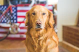 selective focus photography of golden Labrador retriever