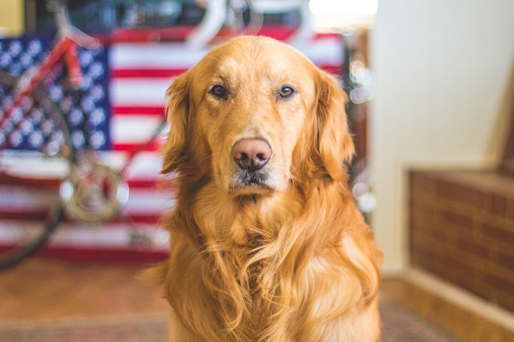 selective focus photography of golden Labrador retriever