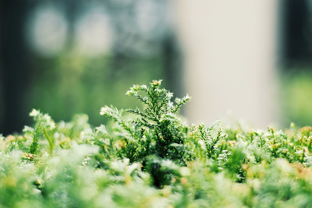 green leafed plant selective focus photography