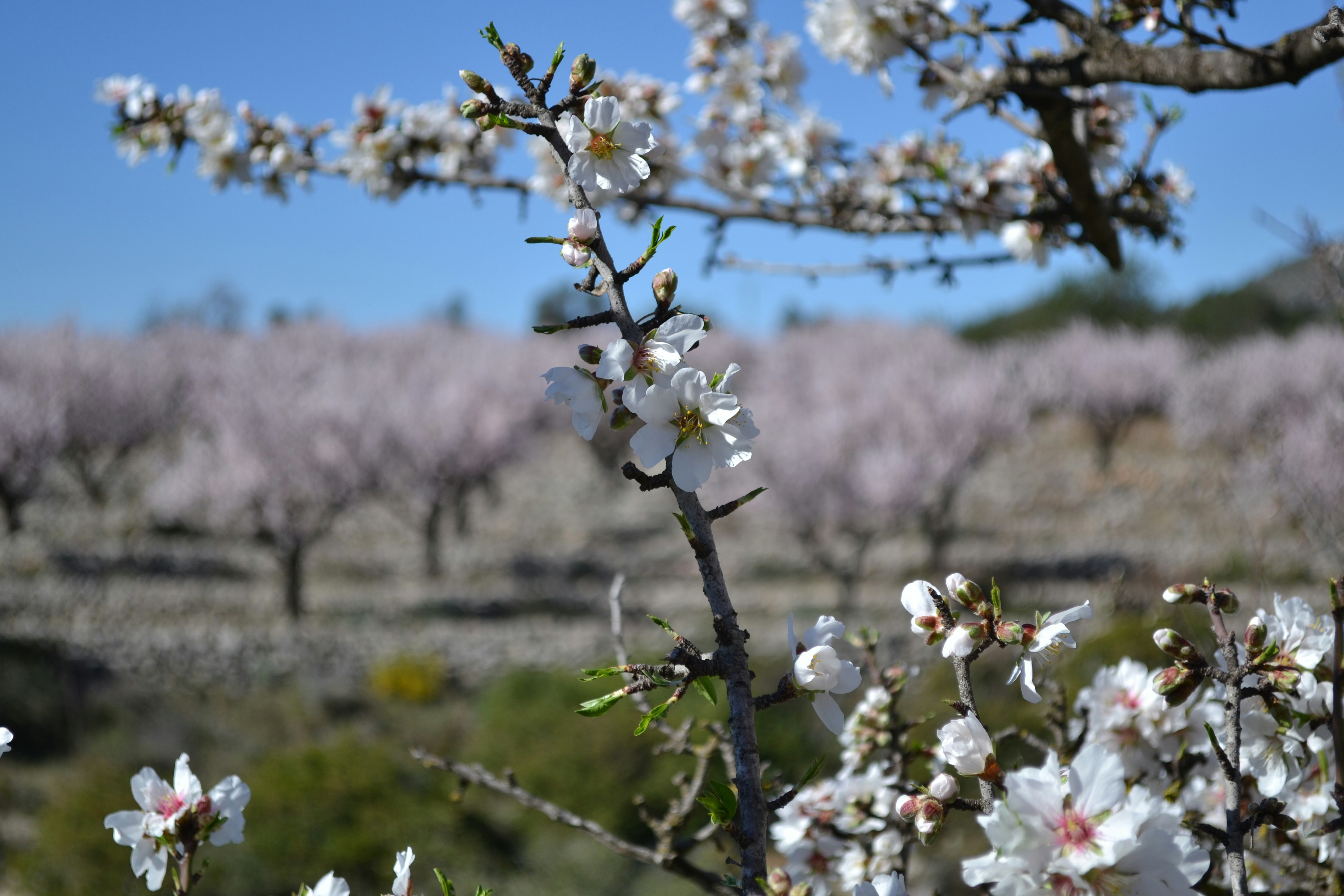 Free Unsplash photo from corinke moerdijk