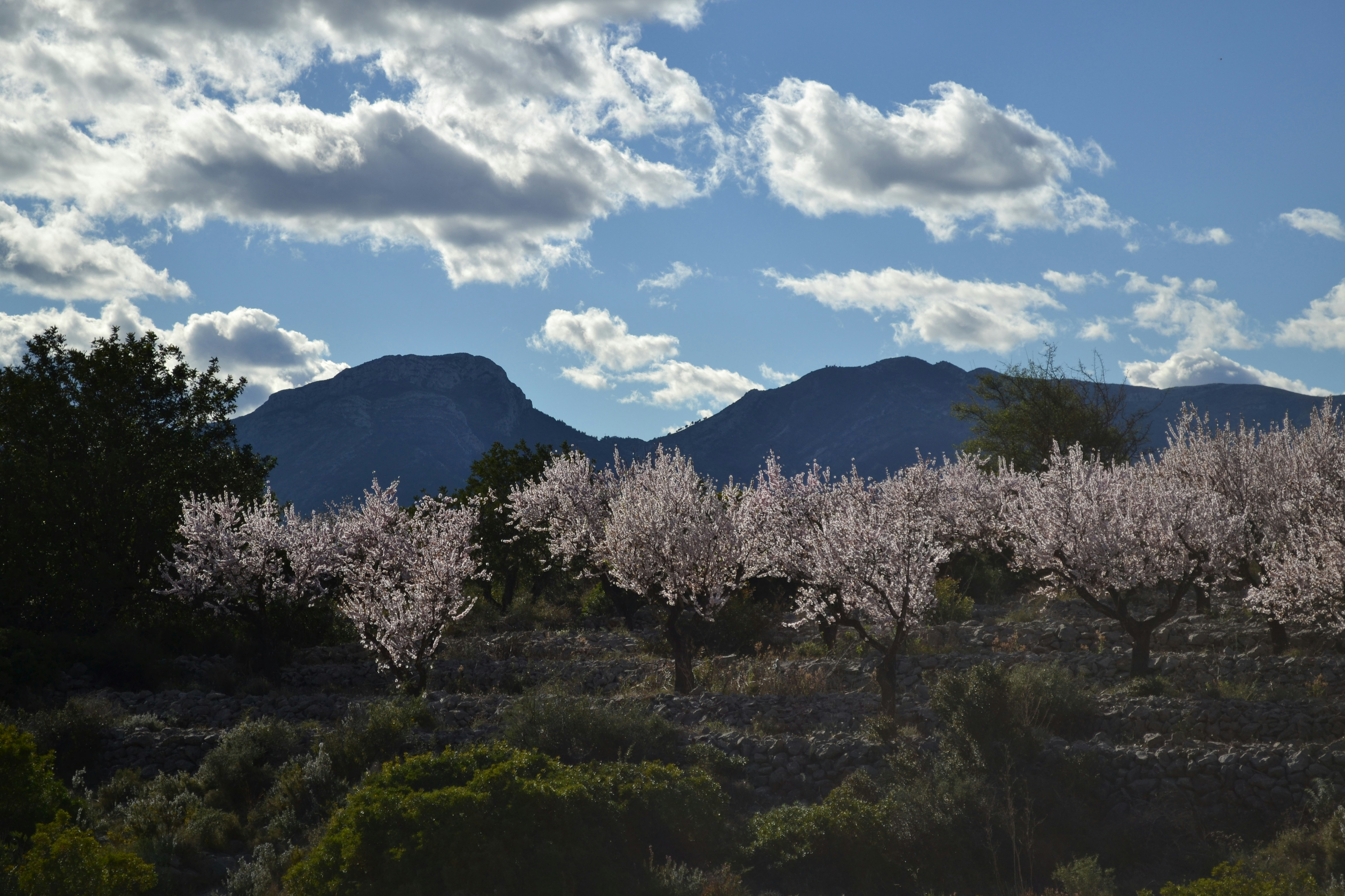 Free Unsplash photo from corinke moerdijk