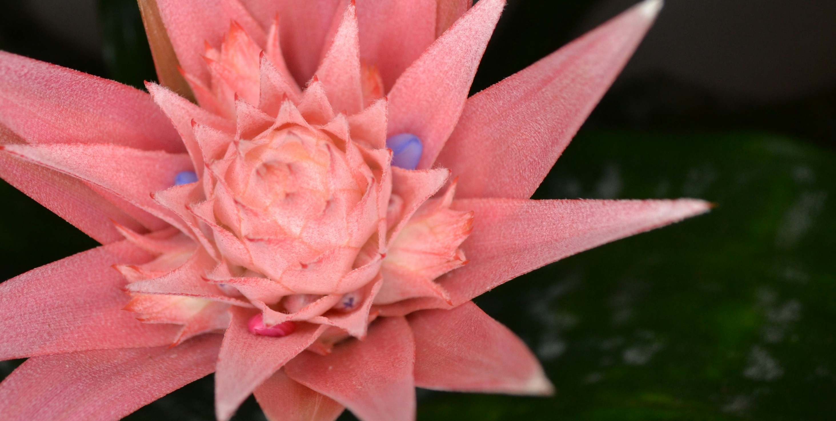 Free Unsplash photo from corinke moerdijk