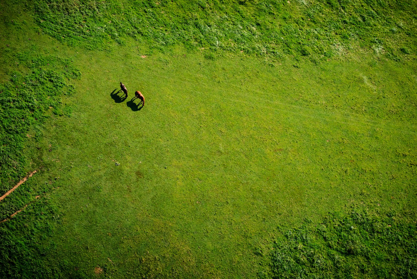Sigma 28-70mm F2.8-4 DG sample photo. Aerial view of grass photography