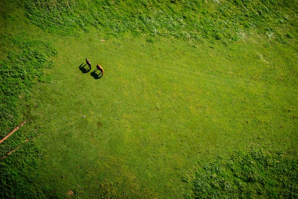 Vue aérienne d’un champ d’herbe pendant la journée
