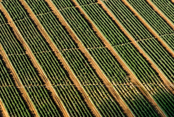 Drone perspective of vineyard rows.