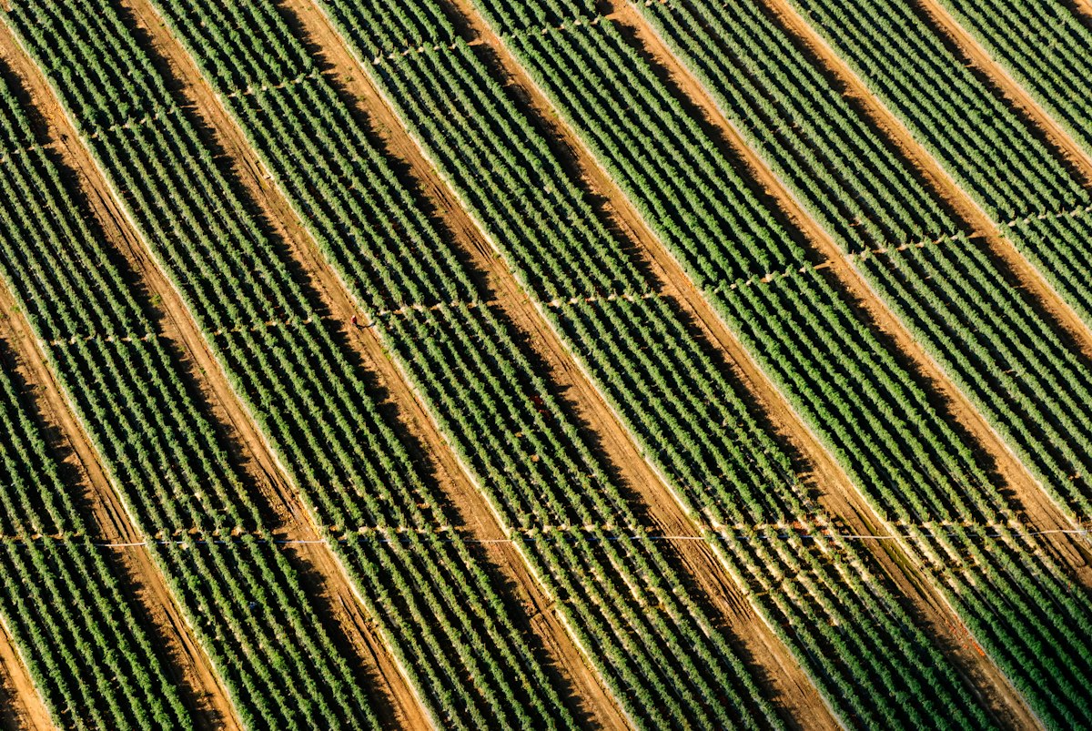 Vigneto Bolgheri