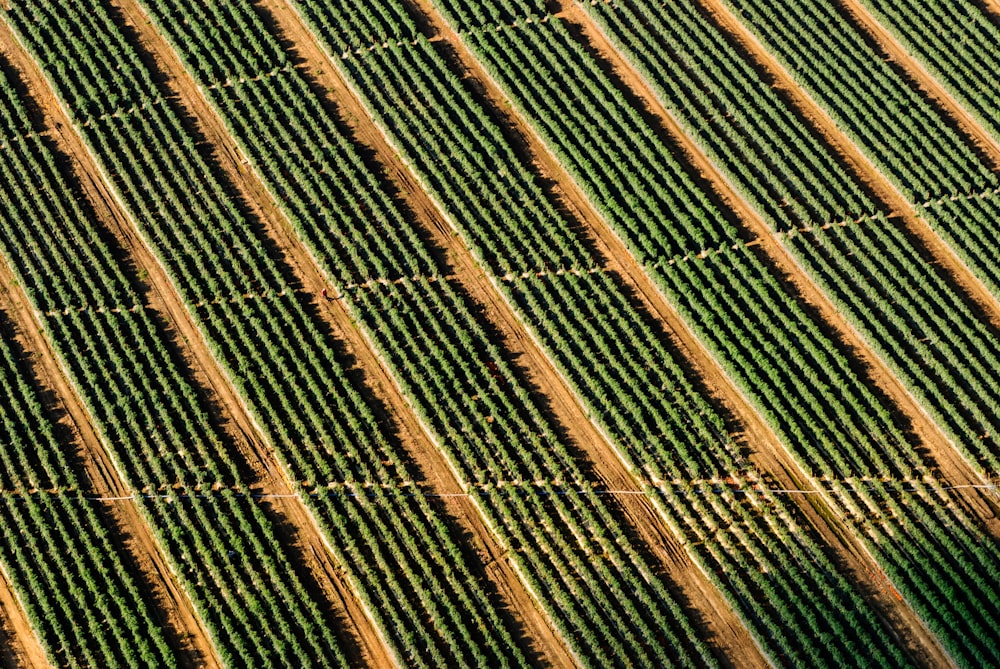 Drone : perspective des rangs de vignes.