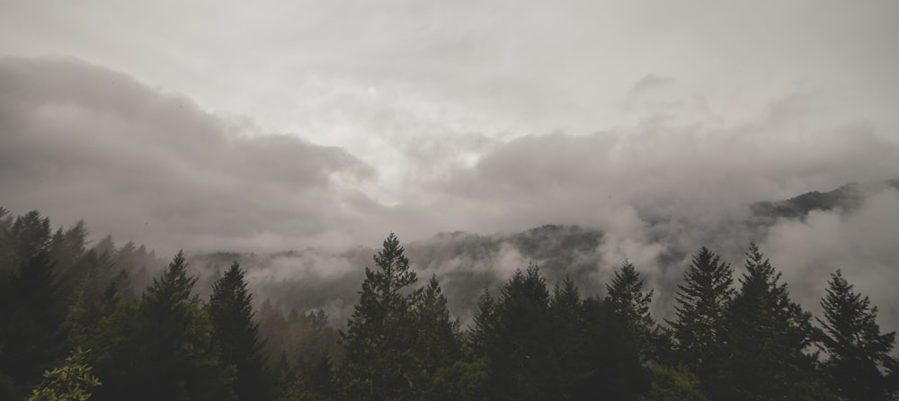 Forrest During Cloudy Day Photo Free Grey Image On Unsplash