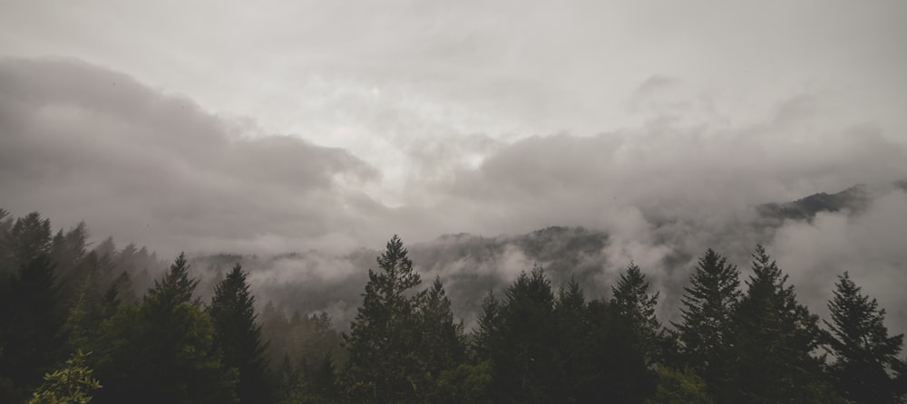 forrest during cloudy day