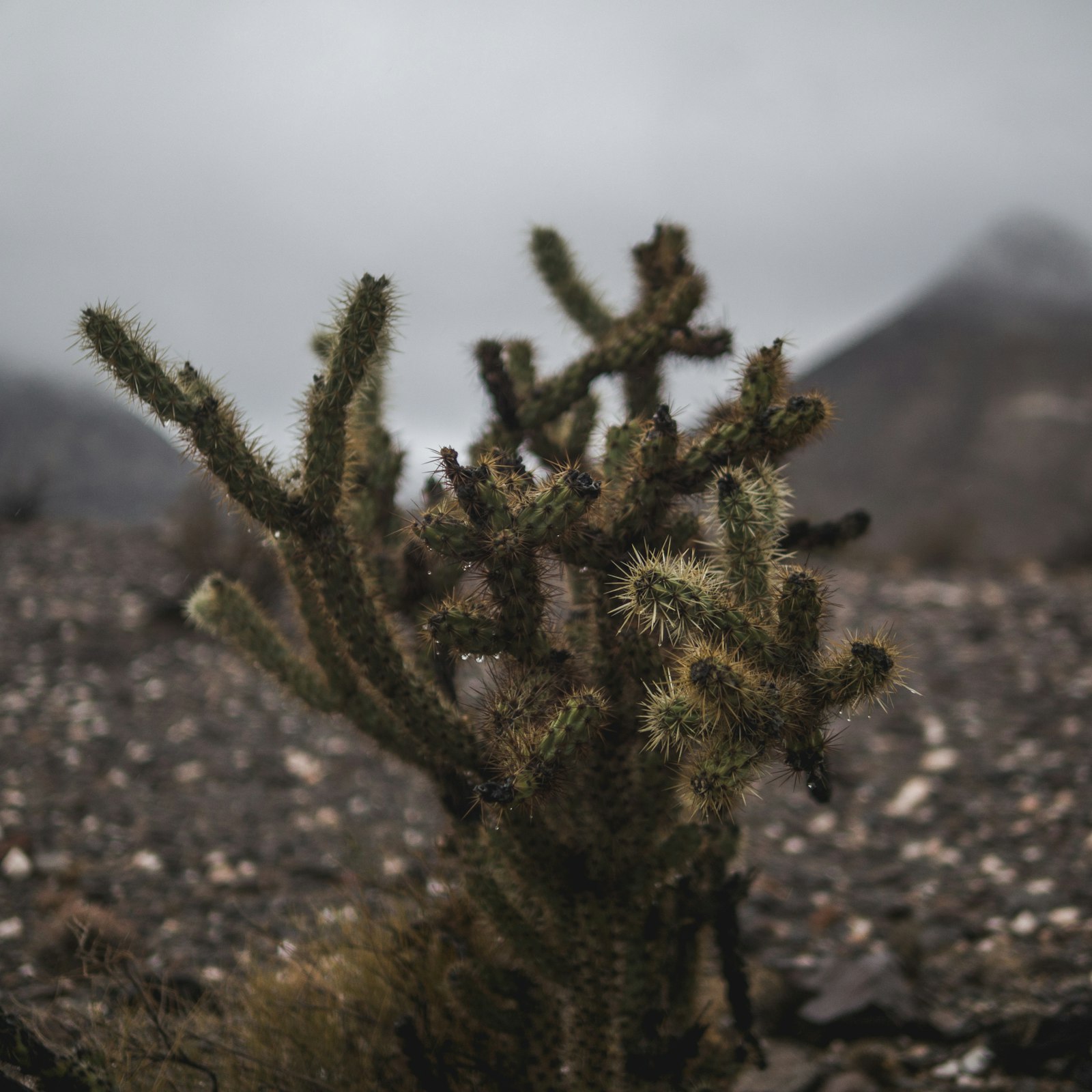 Panasonic Lumix DMC-GH4 + Panasonic Leica DG Summilux 25mm F1.4 II ASPH sample photo. Cactus plant photography