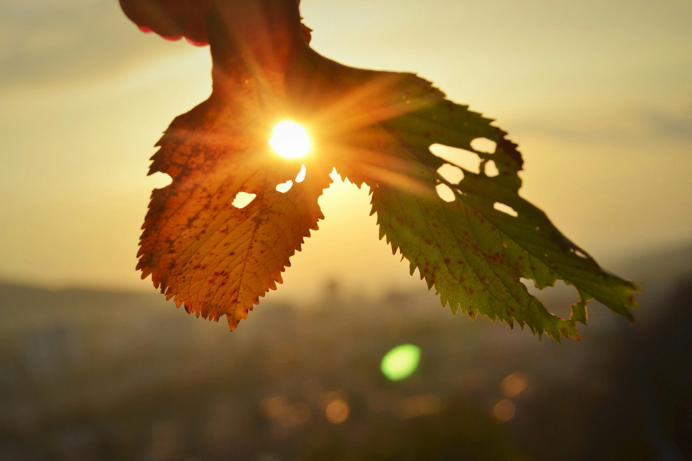 Free Unsplash photo from Tomas Kodydek