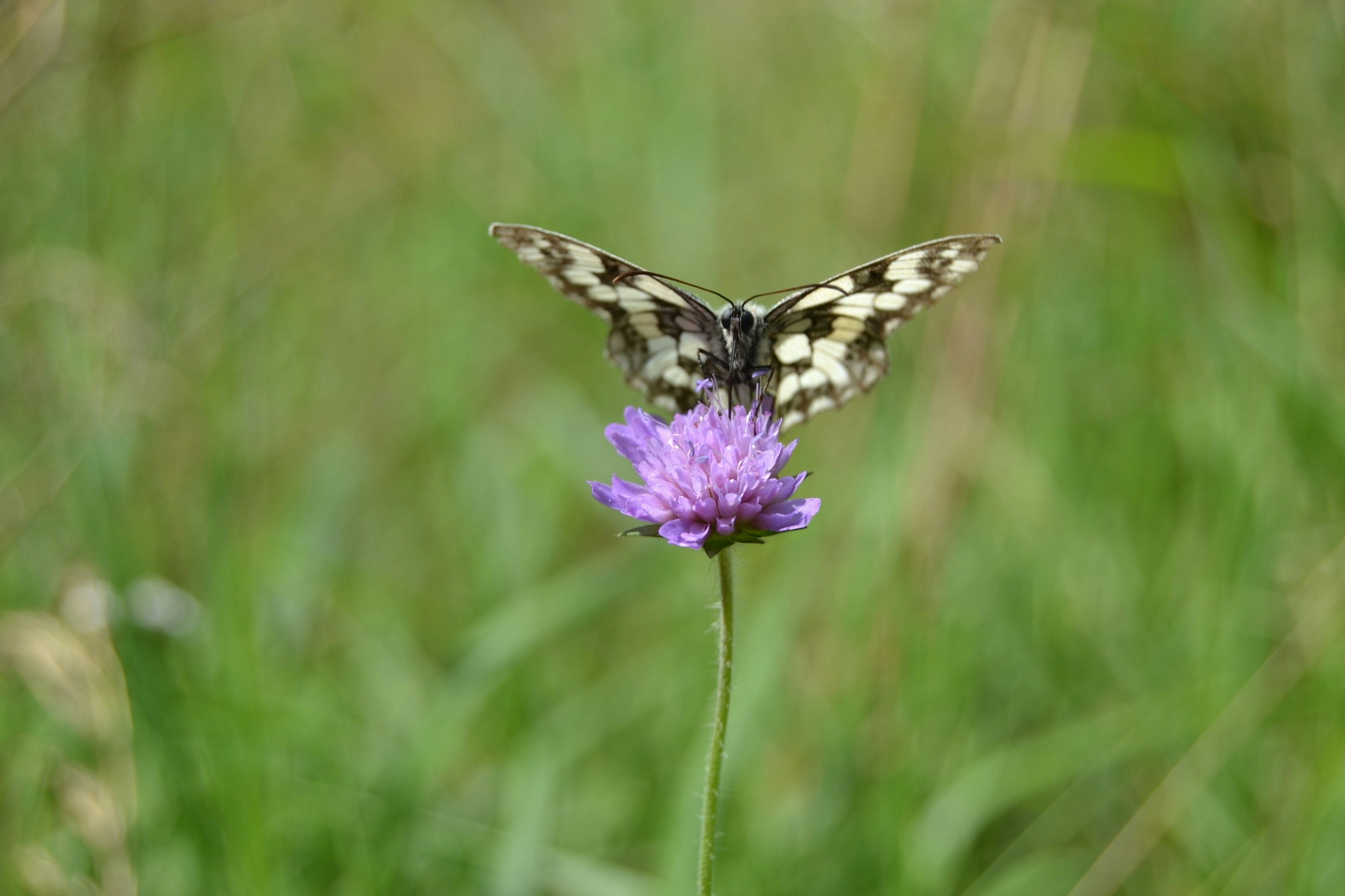 Free Unsplash photo from Tomas Kodydek